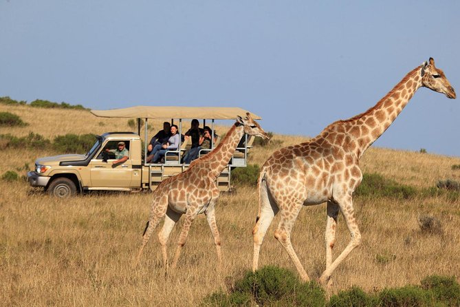 3 Day Garden Route's Best Highlights with Safari from Cape Town - Buffelsdrift elephant observation: up close, but choose your ethics carefully