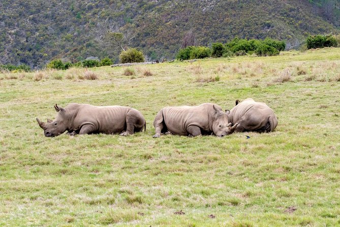 3 Day Garden Route's Best Highlights with Safari from Cape Town - Bloukrans Bridge: optional bungee jump plus the zipline run-out