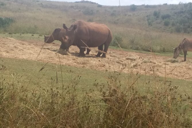 3-Day Johannesburg Tour with Pilanesberg National Park Safari - A tight 3-day mix of Johannesburg, Soweto, and Pilanesberg