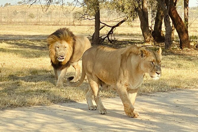 3-Day Johannesburg Tour with Pilanesberg National Park Safari - Day 1: Constitution Hill, Gandhi Square, and Soweto in one long day