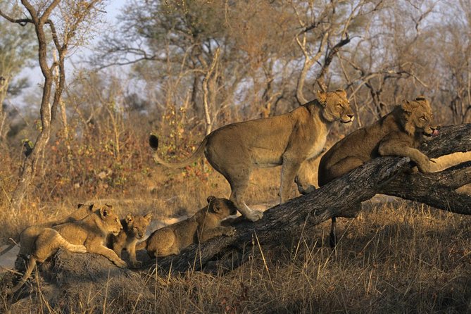 3 Day Kruger National Park and Crocodile River Safari - Key Highlights You’ll Actually Care About