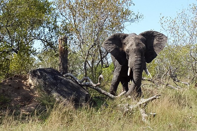 3 Day Kruger National Park and Crocodile River Safari - Crocodile River Changes the Feel of Kruger