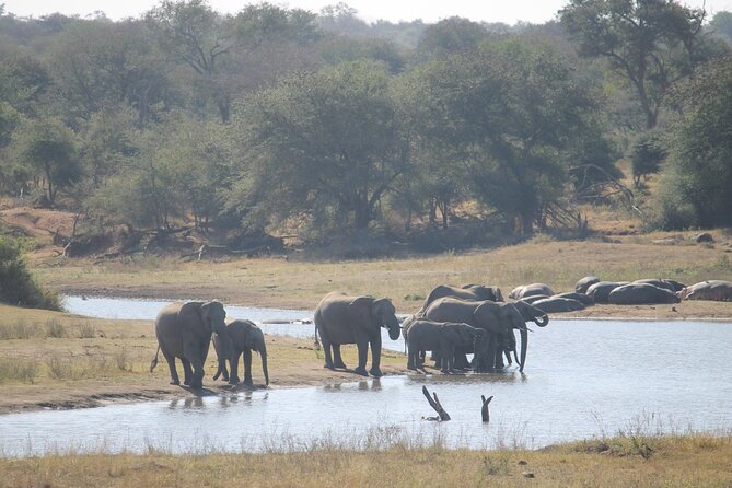 3 Day Kruger National Park and Crocodile River Safari - Day 3: Your Final Dawn Drive, Plus the On-Foot Choice