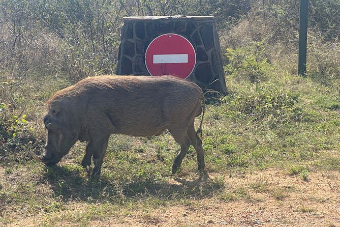 3 day Kruger National Park end with panaroma - Day Three Panorama Route: Three Rondavels, God’s Window, and More