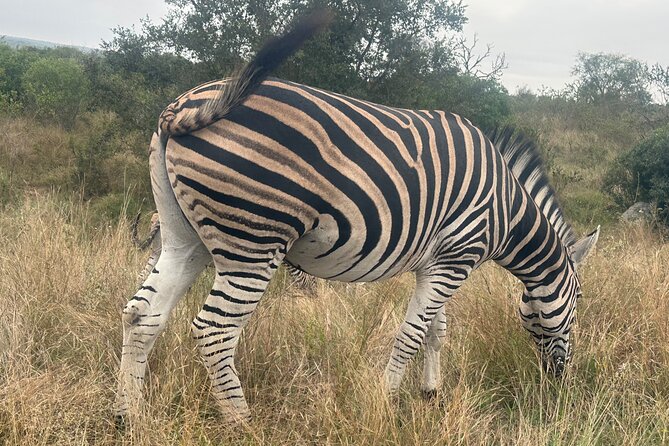 3 day Kruger National Park end with panaroma - Who Should Book This 3-Day Kruger Plus Panorama Tour