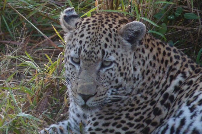 3-Day Kruger National Park Experience - How the 4-star guesthouse base and transfers reduce stress