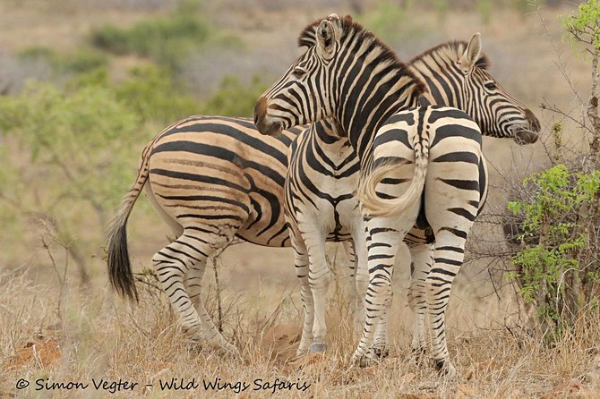 3-Day Kruger National Park Open Vehicle Safari - Day 1: Johannesburg to Kruger gates, then an afternoon hunt