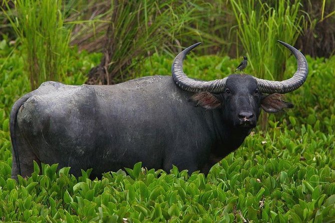3 Day Kruger National Park Safari from Johannesburg Tour - Three days of Kruger, timed for lions, leopards, and more