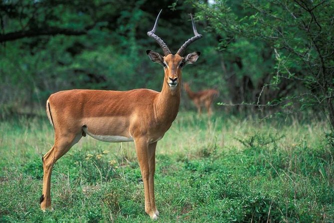 3 Day Kruger National Park Safari from Johannesburg Tour - Day 3 morning drives and the return for a 6:00pm drop off