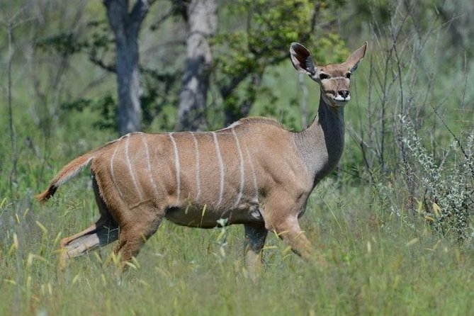 3 Day Kruger National Park Safari from Johannesburg Tour - Day 2 5:00am start, packed breakfast, and long search sessions