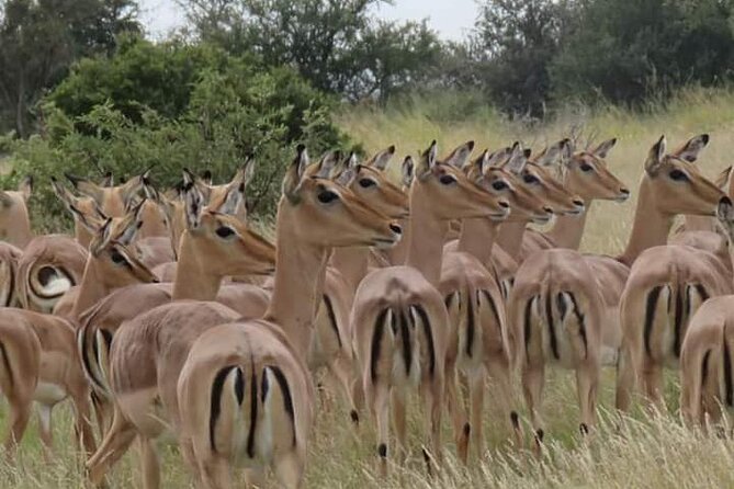 3 Day Kruger National Park Safari & Panorama Route - Day 1 in Kruger: morning park time and a sunset safari