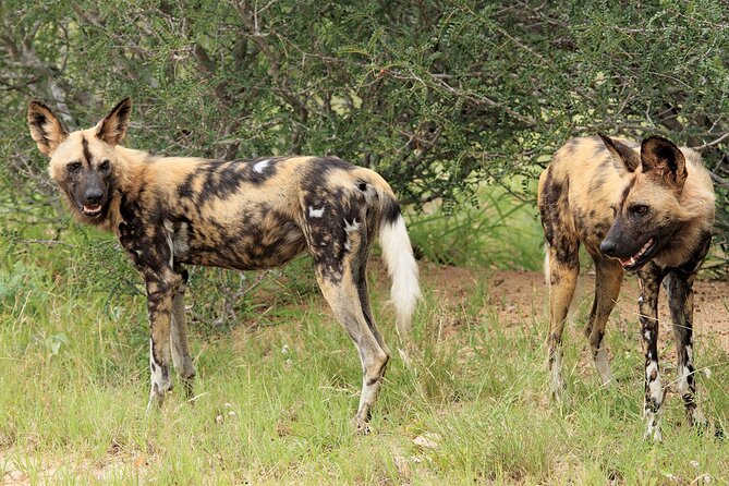3 Day Kruger National Park Safari & Panorama Route - Day 3 Panorama Route stops: God’s Window and Blyde River Canyon