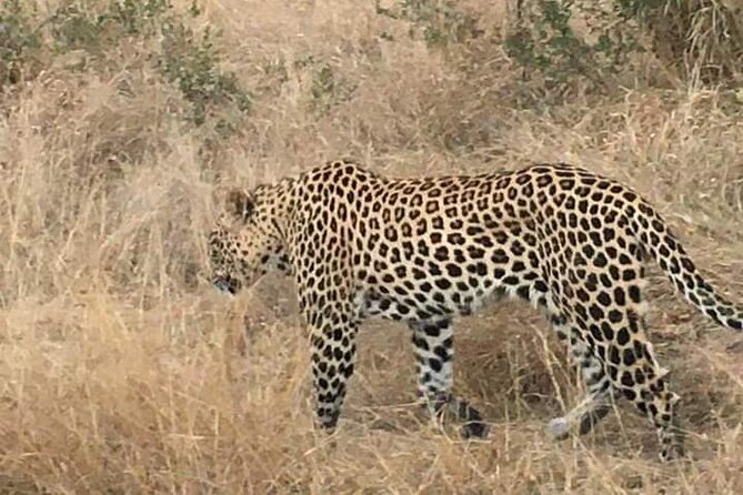 3 Day Kruger National Park Safari & Panorama Route - When to book, and how to plan around timing