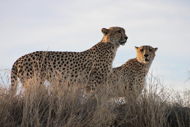 3 Day Kruger National Park tour - The safari style: what you can realistically expect