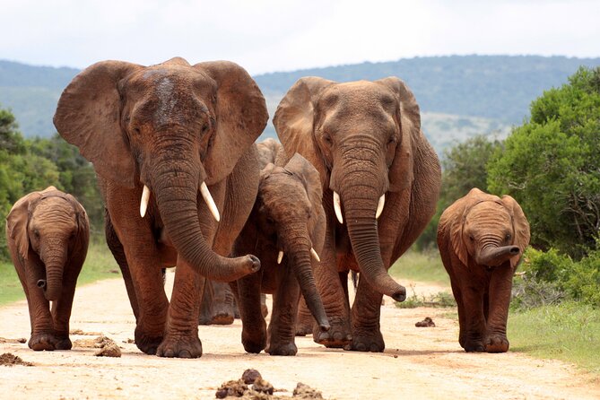 3 Day Kruger Safari with Panorama Tour from Johannesburg - Guides and group size, the human side of the trip