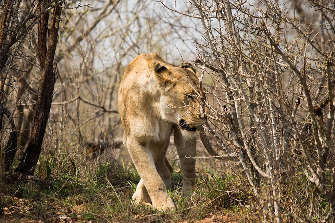 3 Day Lodge/Masango Kruger National Park Safari - Small-group comfort, plus photo tips for open vehicles
