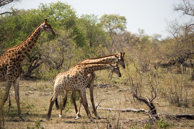 3 Day Lodge/Masango Kruger National Park Safari - Your guides and staff: who people remember for the right reasons