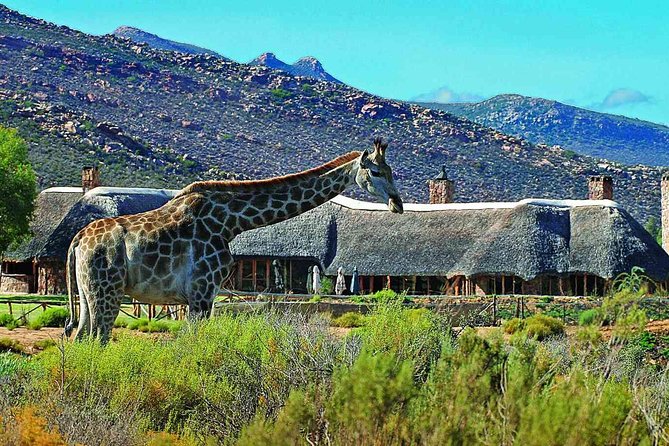 3 Day Luxury Aquila Private Game Reserve - Key things to know before you go