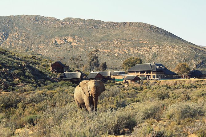 3 Day Luxury Aquila Private Game Reserve - Day 1: noon arrival, welcome drinks, and your first 2 to 3-hour safari drive