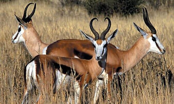 3 Day Luxury Aquila Private Game Reserve - Meals and lodge time that make luxury feel real