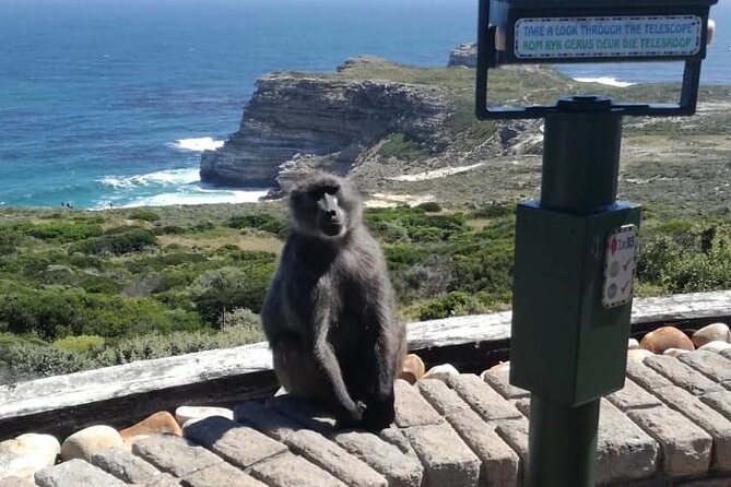 3 Day Private Full Day Cape Town Tour Includes Entries,Peninsula,Wine,City Tour, - Day 2: Table Mountain, the City Core, V&A Waterfront, and Signal Hill Sunset