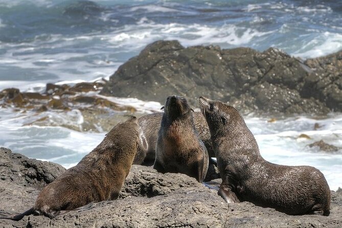 3-Day Private Guided Tour to Cape Town Top Attractions - A note on your guide and how the day may feel
