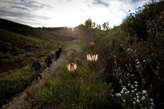 3-Day Private Hiking Trail in The Overberg - Two nights in nature: Grootbos and Witkrans cottages