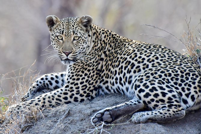 3-Day Tour of Kruger National Park from Skukuza Airport - Day 3: one more morning drive, then back to Skukuza Airport