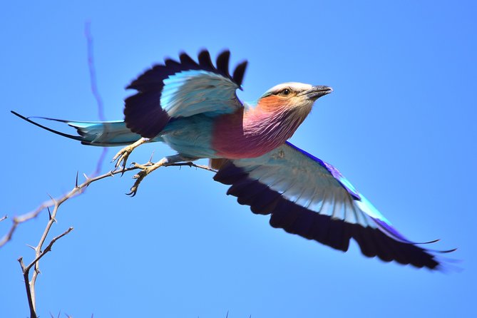 3-Day Tour of Kruger National Park from Skukuza Airport - Private, small-group drives: what you get for the money