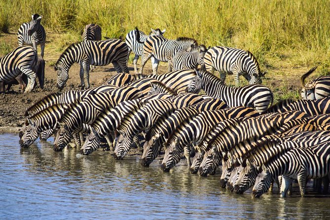 3-Day Tour of Kruger National Park from Skukuza Airport - Price and value: what $1,175.56 covers, and what you still pay