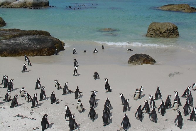 3 Day Wildlife Safari Tour - Garden Route Small Group Tour from Cape Town - Day 2 on the Garden Route: Private Safaris and Indalu’s Elephant Bush Walk