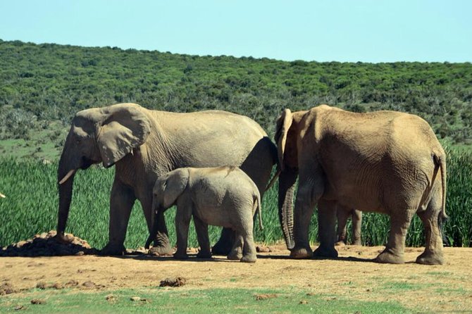 3 Day Wildlife Safari Tour - Garden Route Small Group Tour from Cape Town - Optional Upgrades and Add-Ons: Where You Can Customize Your Weekend