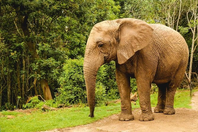 3 Day Wildlife Safari Tour - Garden Route Small Group Tour from Cape Town - Accommodation, Rooms, and Who This Tour Fits Best