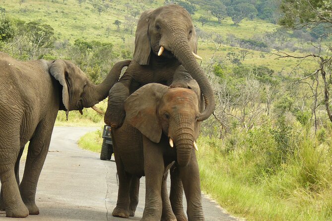 3 Days Durban Safari Tour Package - Durban to Hluhluwe iMfolozi, the Big Five core of this safari