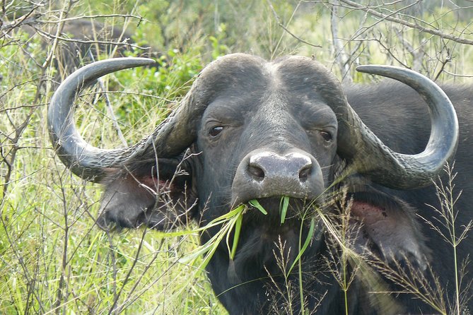 3 Days Durban Safari Tour Package - Day 2: morning game drive, then the optional night spotlight hunt