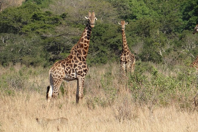 3 Days Durban Safari Tour Package - The pace, pickup, and small group size that keep you comfortable