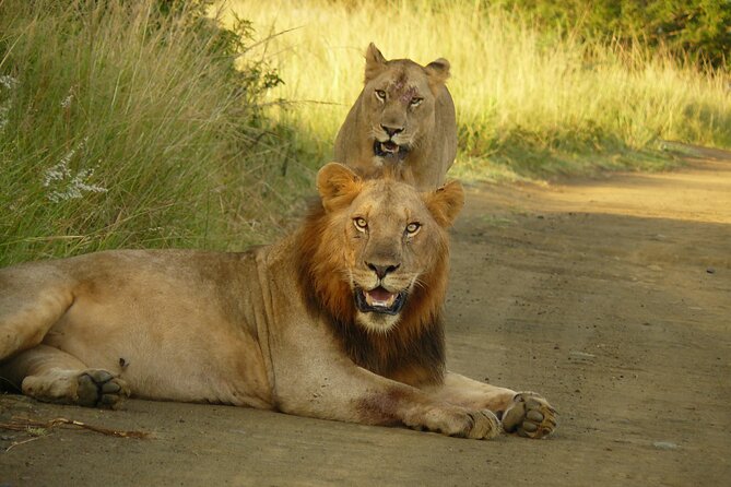 3 Days Durban Safari Tour Package - Why malaria-free Big Five focus is the smart value here