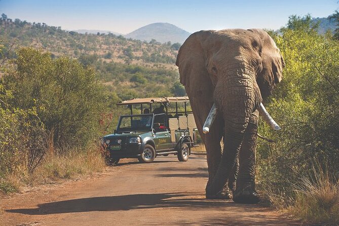 3-Hour Private Game Drive in Pilanesberg National Park - Sun City To Pilanesberg: A Drive That Sets the Tone