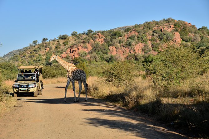 3-Hour Private Game Drive of Pilanesberg National Park - Key Things I’d Bet on in This Private Pilanesberg Drive