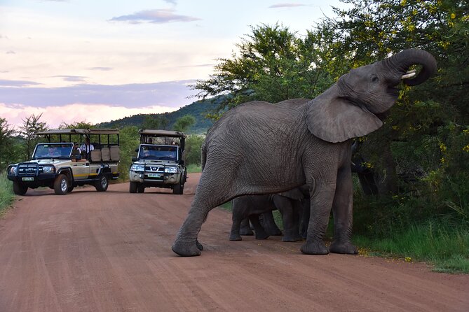 3-Hour Private Game Drive of Pilanesberg National Park - Pilanesberg, Sun City, and Why This Private Format Works