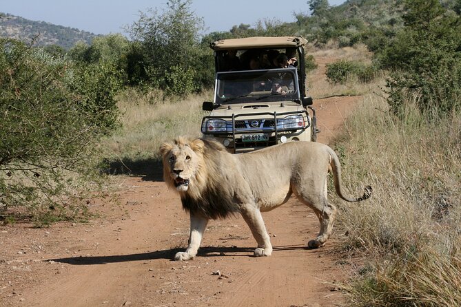 3-Hour Private Game Drive of Pilanesberg National Park - Big Five Expectations Without the Fantasy Spin