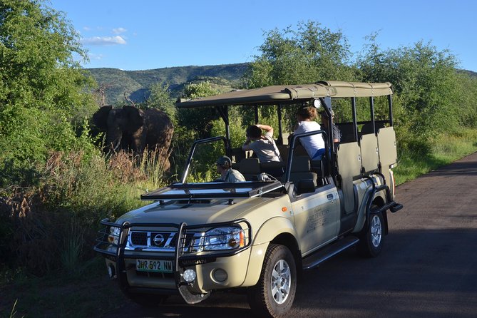 3-Hour Private Game Drive of Pilanesberg National Park - Open Safari Vehicle Tips for Better Sightings