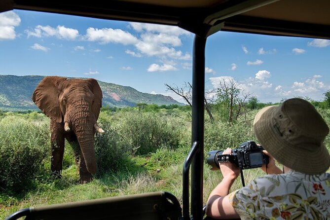3-Hour Safari Tour in Pilanesberg National Park - Group size, guide style, and who this safari fits