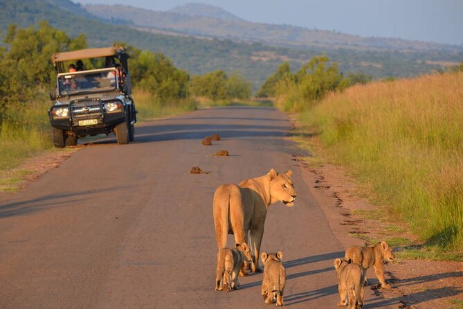 3-Hour Safari Tour in Pilanesberg National Park - How to maximize your chances in only three hours