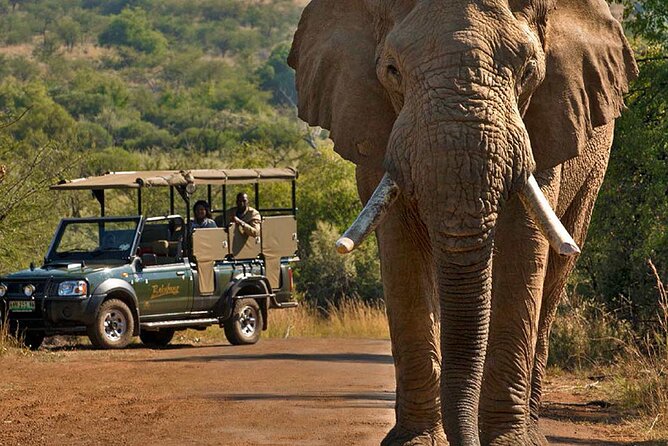 3-Hour Safari Tour in Pilanesberg National Park - FAQ