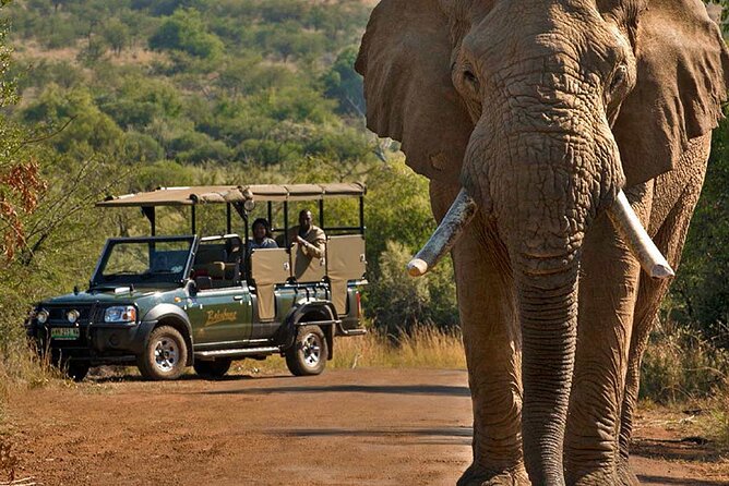 3-Hour Scheduled Safari Game Drive in Pilanesberg National Park - Price and logistics: where the money actually goes
