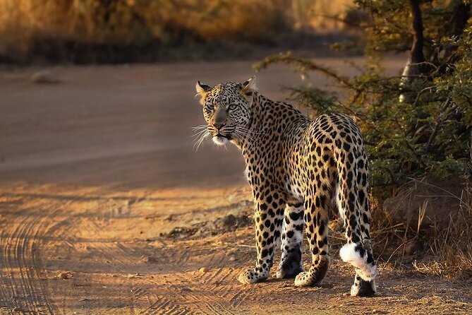 3-Hour Scheduled Safari Game Drive in Pilanesberg National Park - Who this safari is perfect for