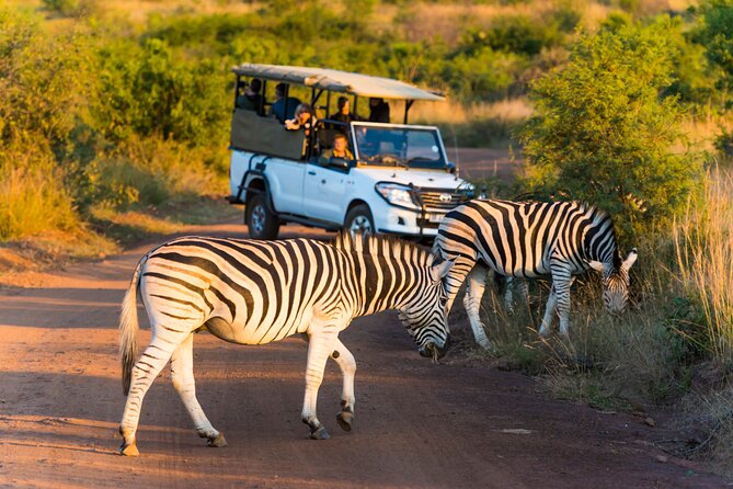 3-Hour Scheduled Safari Game Drive in Pilanesberg National Park - Open-top, shared vehicle: what it changes for your sightings