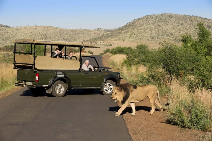 3-Hour Shared Game Drive in Pilanesberg National Park - Key highlights to look for