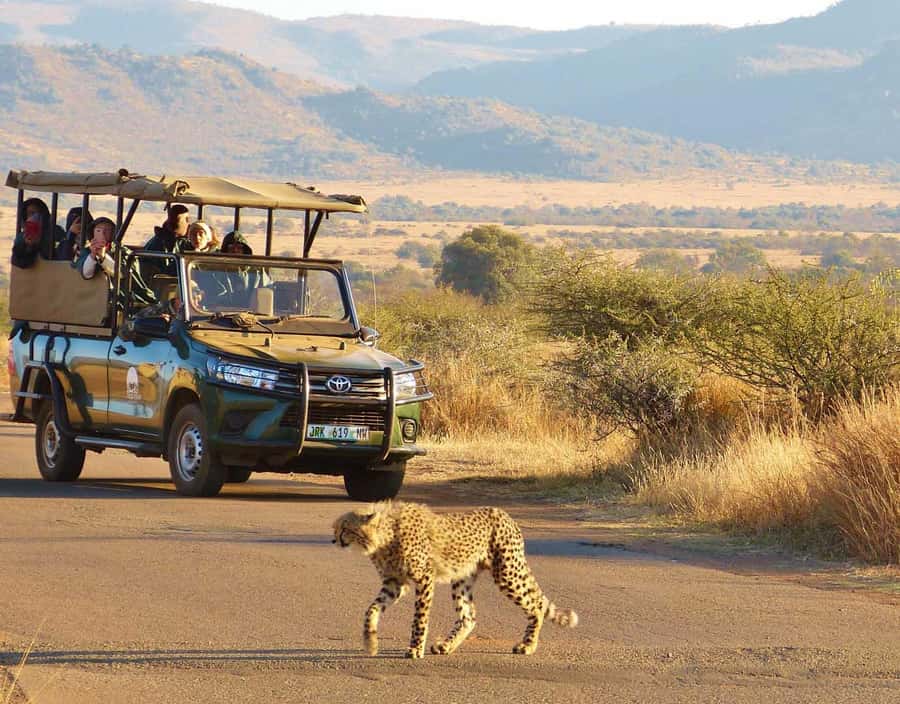 3-Hour Shared Game Drive in Pilanesberg National Park - The open-top safari vehicle: the real spotting advantage